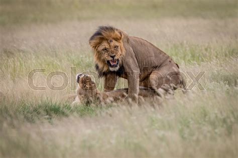 Lion couple mating in the high grass in ... | Stock image | Colourbox