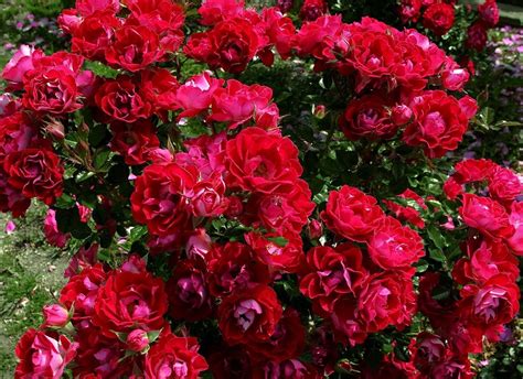 Red Rose Flower Garden Wallpaper