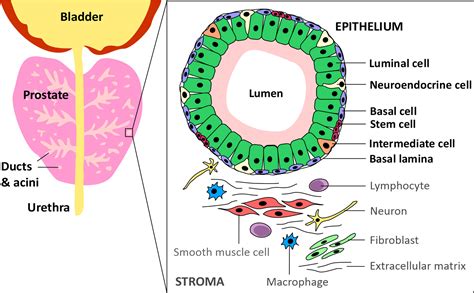 Frontiers | Exploring anti-androgen therapies in hormone dependent prostate cancer and new ...