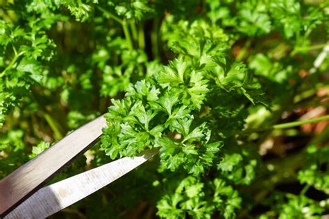 "Flat Leaf Parsley" Images – Browse 799 Stock Photos, Vectors, and Video | Adobe Stock