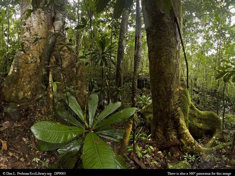 ECOLIBRARY :: DISPLAY - PANORAMA: TROPICAL RAINFOREST