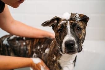 Dog Wound Care: Complete Guide | Fremont Vets