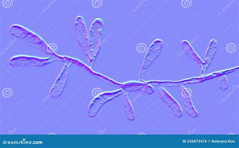 Microscopic Fungi Epidermophyton Floccosum, Scientific Illustration ...