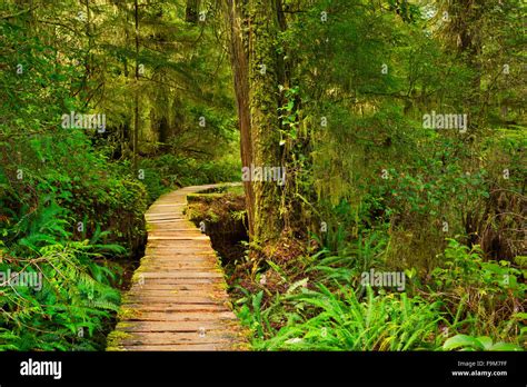 A path through lush rainforest in Pacific Rim National Park Reserve on ...