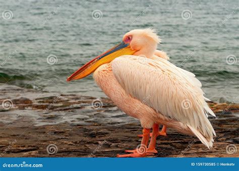 Beautiful Pink Pelican Bird. Natural Wildlife Shot in Namibia Stock ...