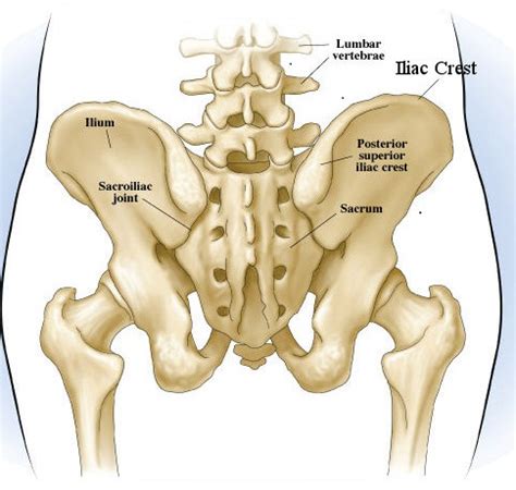 Painful Iliac Crest: Causes and Dealing Methods | New Health Guide