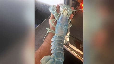 Rare white 'translucent' lobster caught by Maine fisherman - ABC News