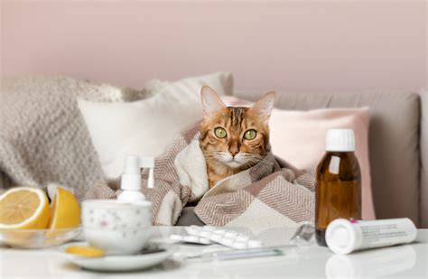 What Every Cat Owner Should Know About Cat Cold Symptoms - Best Friends ...