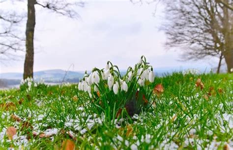 Shaftesbury Snowdrop Season - Visit Dorset