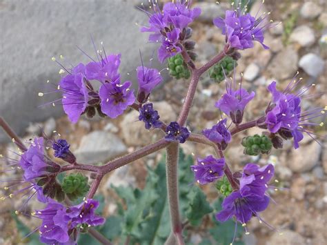 Pin on AZ desert plants