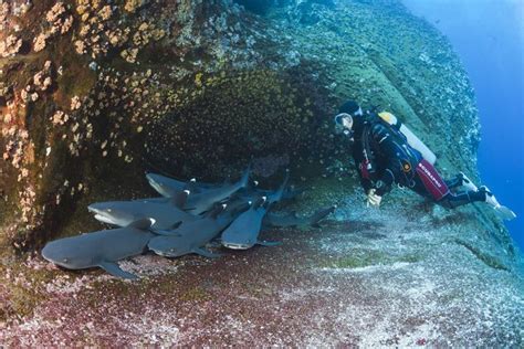 The Top 5 Scuba Diving Sites of Costa Rica Guanacaste Province, Cocos ...