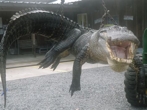 Cordray's: Lee Bobb's bull gator weighed 654 lbs. and was 12 feet 7 inches!