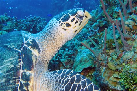 Download free photo of Turtle, underwater, photography, marine, life - from needpix.com