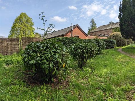 Shrubs at the Weir Garden © Fabian Musto cc-by-sa/2.0 :: Geograph ...