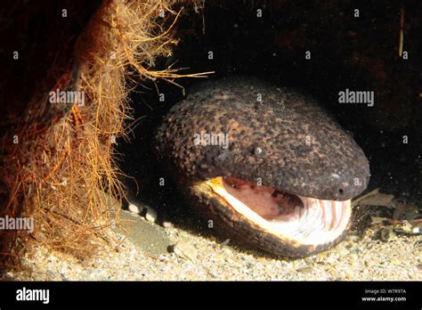 Japanese giant salamander (Andrias japonicus) den master with larvae he ...