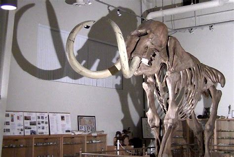 Central Valley museum adds woolly mammoth - SFGate