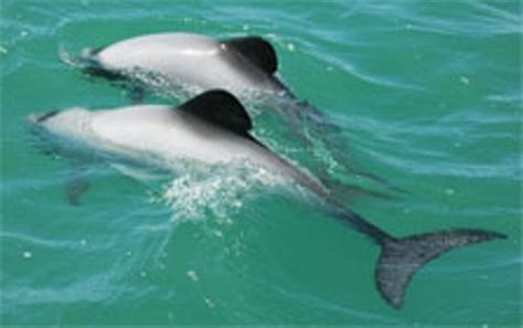 10 Facts about Maui Dolphins | Less Known Facts