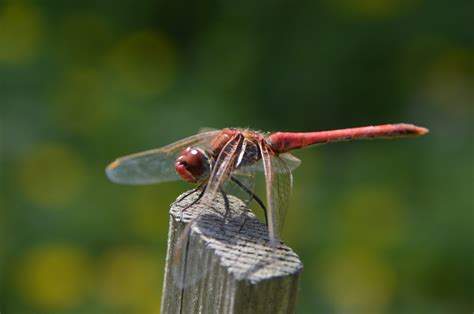 Free Images : nature, wing, fly, wildlife, wild, green, red, insect, bug, fauna, invertebrate ...