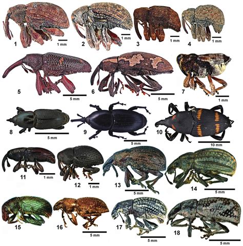 Emergent and Possible Invasive Pest Species of Weevils in Mexico