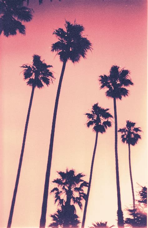 Palm trees, Pink sky, Beach pictures