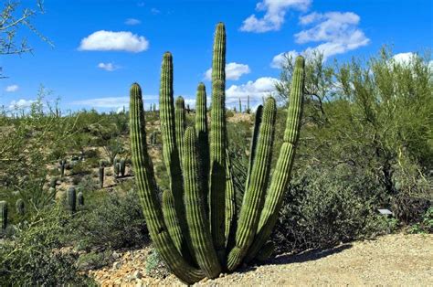 Here Is How Animals Can Eat And Survive From Desert Plants - CactusWay