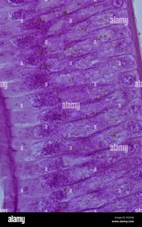 Human Epithelial Cells Light Microscope