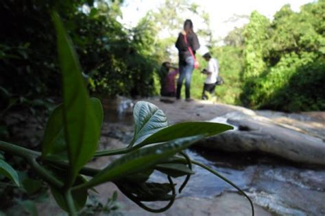 Hiking at Doi Suthep - Pui National Park : The Route to Wat Pa Lad