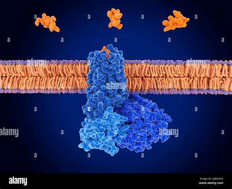 Illustration of somatostatin hormone molecules before binding to a ...