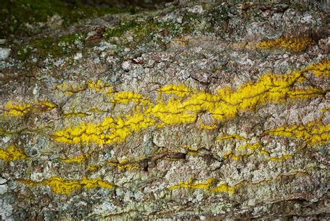 Lichen On Oak - Mike Curry Photography