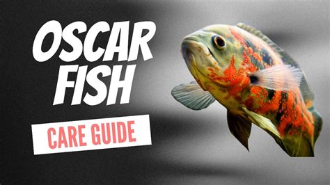 OSCAR FISH CARE GUIDE - YouTube