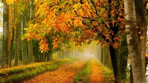 Path Between Yellow Green Autumn Trees In The Forest HD Nature Wallpapers | HD Wallpapers | ID ...