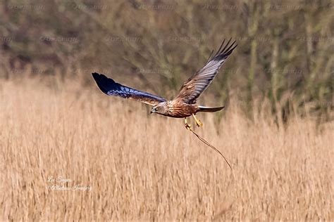 Nest building. | A Male Marsh Harrier carrying nesting mater… | Flickr