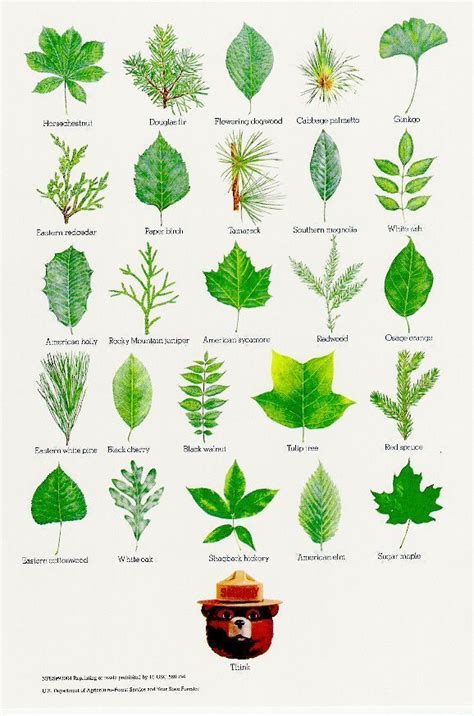 15 of Smokey Bear's Best Nature Posters | Tree leaf identification, Leaf identification, Tree id