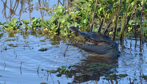 Successful rewilding Siamese Crocodiles in Bau Sau Ramsar Site, Cat ...