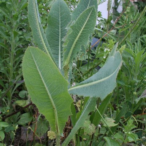 Wild Lettuce Seeds (Lactuca virosa) 50+ Rare Medicinal Herb Seeds - Seeds