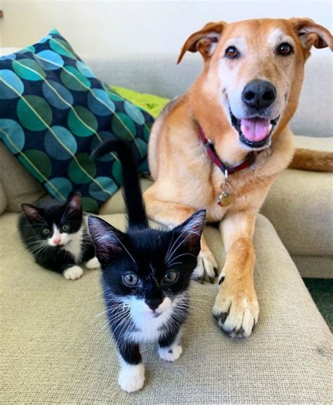 Dog Takes Care Of Every Rescue Cat In This Shelter & It’s Too Purrfect ...