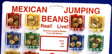 Mexican Jumping Beans - What Are They? - American Memory Lane