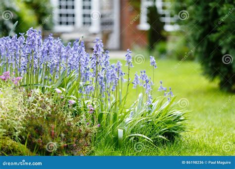 Bluebells in garden stock photo. Image of cottage, close - 86198236