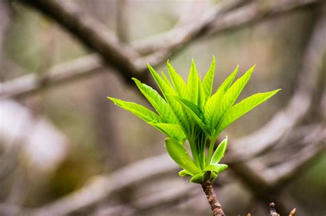 California Buckeye Tree Growing New Leaves Stock Photo - Download Image ...