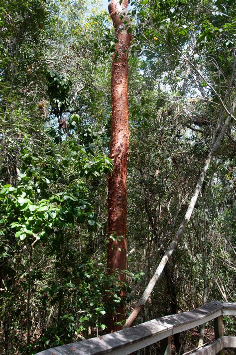 Bursera simaruba (Gumbo limbo)