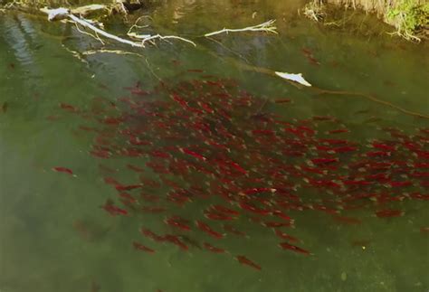 Watch: Sockeye Salmon Migration | Sporting Classics Daily