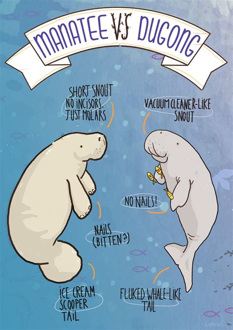 Manatee VS Dugong: an Educational Poster With a Bit of Humour A3 Poster ...