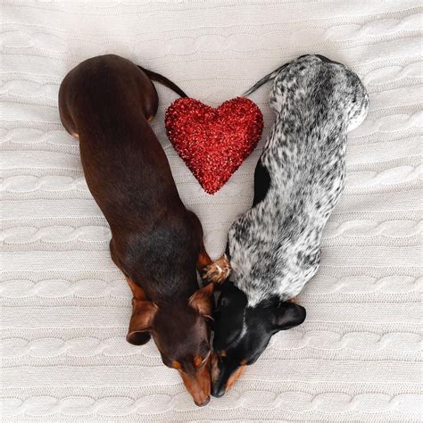 Sweethearts ️ Happy Valentine’s Day! | Dachshund love, Weenie dogs ...