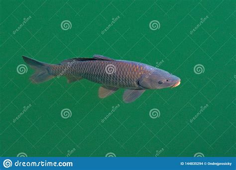 European Common Carp, Cyprinus Carpio, Widespread Freshwater Fish in the Green Blue Water. Carp ...