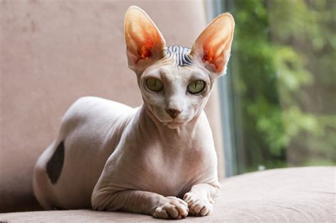 14 Cool Facts About Sphynx Cats | PetPress Sphynx Cat, Hairless Cats ...