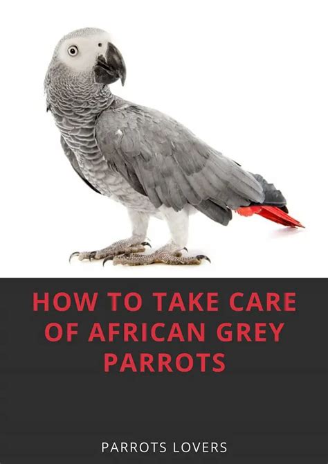 African grey parrot care - African Grey Parrot