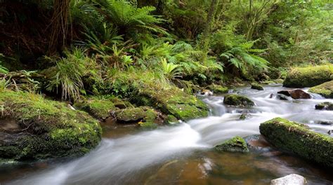 Catlins Forest Park Travel Guide 2024: The Best of Catlins Forest Park | Expedia