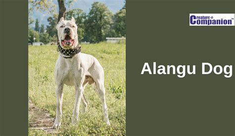 Training Your Alangu Dog: Effective Tips and Techniques