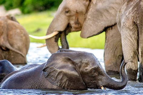 Botswana Safari Animals