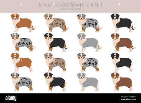 Miniature american shepherd clipart. Different poses, coat colors set. Vector illustration Stock ...